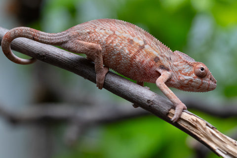 Holdbacks/Individuals: Ambilobe Offspring From "Fify-haboka" (AKA Red Silk) x "Arintany" (AKA Ember) - Hatched March 2026 - Female #1