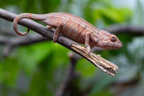 Holdbacks/Individuals: Ambilobe Offspring From "Fify-haboka" (AKA Red Silk) x "Arintany" (AKA Ember) - Hatched March 2026 - Female #1