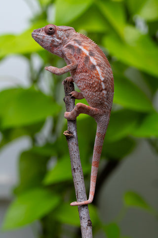Ambilobe From "Fify-haboka" (AKA Red Silk) x "Arintany" (AKA Ember) - Hatched March 2026 - Female #2