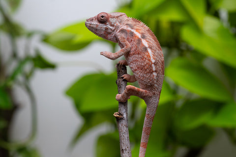 Ambilobe From "Fify-haboka" (AKA Red Silk) x "Arintany" (AKA Ember) - Hatched March 2026 - Female #2