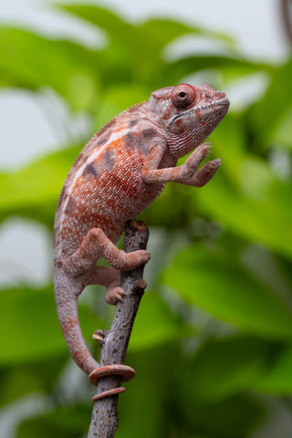 Ambilobe From "Fify-haboka" (AKA Red Silk) x "Arintany" (AKA Ember) - Hatched March 2026 - Female #2
