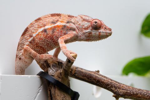 Ambilobe From "Fify-haboka" (AKA Red Silk) x "Arintany" (AKA Ember) - Hatched March 2026 - Female #2