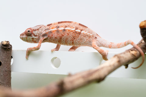 Ambilobe From "Fify-haboka" (AKA Red Silk) x "Arintany" (AKA Ember) - Hatched March 2026 - Female #2