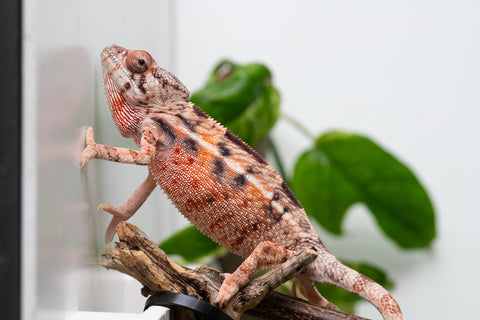 Ambilobe From "Fify-haboka" (AKA Red Silk) x "Arintany" (AKA Ember) - Hatched March 2026 - Female #2
