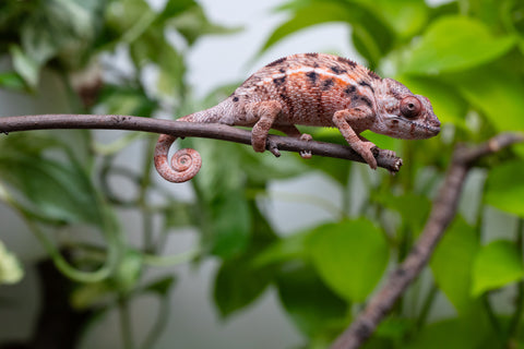 Ambilobe From "Fify-haboka" (AKA Red Silk) x "Arintany" (AKA Ember) - Hatched March 2026 - Female #2
