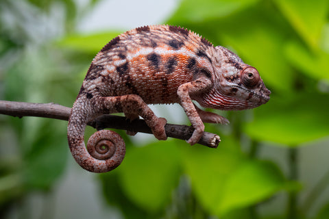 Ambilobe From "Fify-haboka" (AKA Red Silk) x "Arintany" (AKA Ember) - Hatched March 2026 - Female #2