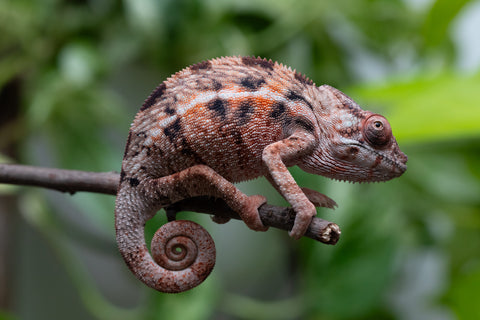 Ambilobe From "Fify-haboka" (AKA Red Silk) x "Arintany" (AKA Ember) - Hatched March 2026 - Female #2