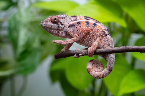 Ambilobe From "Fify-haboka" (AKA Red Silk) x "Arintany" (AKA Ember) - Hatched March 2026 - Female #2