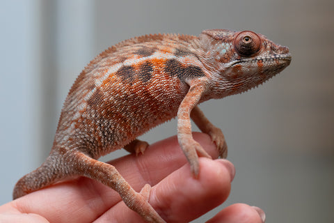 Ambilobe From "Fify-haboka" (AKA Red Silk) x "Arintany" (AKA Ember) - Hatched March 2026 - Female #2