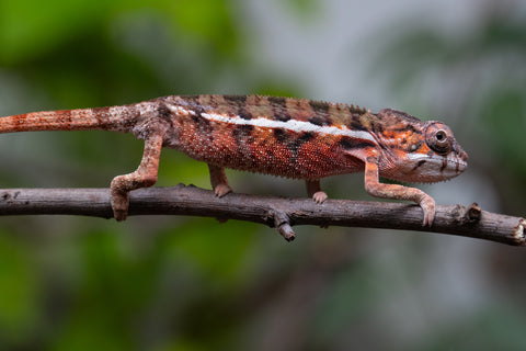 Holdbacks/Individuals: Ambilobe Offspring From "Fify-haboka" (AKA Red Silk) x "Arintany" (AKA Ember) - Hatched March 2026 - Male #1 - Pick Of The Litter