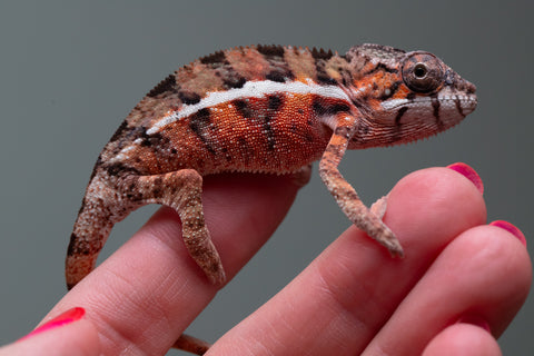 Holdbacks/Individuals: Ambilobe Offspring From "Fify-haboka" (AKA Red Silk) x "Arintany" (AKA Ember) - Hatched March 2026 - Male #1 - Pick Of The Litter