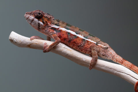 Holdbacks/Individuals: Ambilobe Offspring From "Fify-haboka" (AKA Red Silk) x "Arintany" (AKA Ember) - Hatched March 2026 - Male #1 - Pick Of The Litter