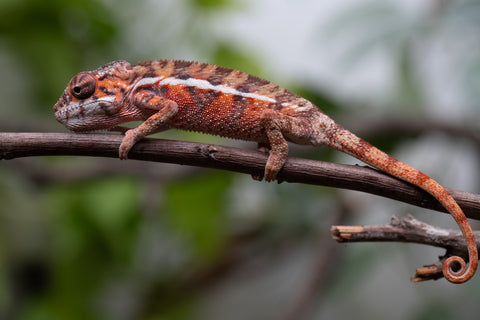 Holdbacks/Individuals: Ambilobe Offspring From "Fify-haboka" (AKA Red Silk) x "Arintany" (AKA Ember) - Hatched March 2026 - Male #1 - Pick Of The Litter
