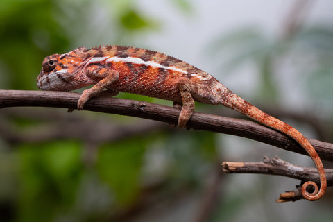 Holdbacks/Individuals: Ambilobe Offspring From "Fify-haboka" (AKA Red Silk) x "Arintany" (AKA Ember) - Hatched March 2026 - Male #1 - Pick Of The Litter