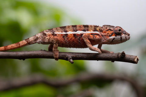 Holdbacks/Individuals: Ambilobe Offspring From "Fify-haboka" (AKA Red Silk) x "Arintany" (AKA Ember) - Hatched March 2026 - Male #1 - Pick Of The Litter