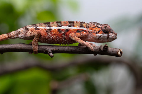 Holdbacks/Individuals: Ambilobe Offspring From "Fify-haboka" (AKA Red Silk) x "Arintany" (AKA Ember) - Hatched March 2026 - Male #1 - Pick Of The Litter
