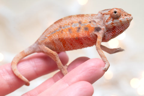 Holdbacks/Individuals: Ambilobe Offspring From "Fify-haboka" (AKA Red Silk) x "Arintany" (AKA Ember) - Hatched Nov - Dec 2025 - Female #1