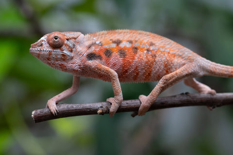 Holdbacks/Individuals: Ambilobe Offspring From "Fify-haboka" (AKA Red Silk) x "Arintany" (AKA Ember) - Hatched Nov - Dec 2025 - Female #1