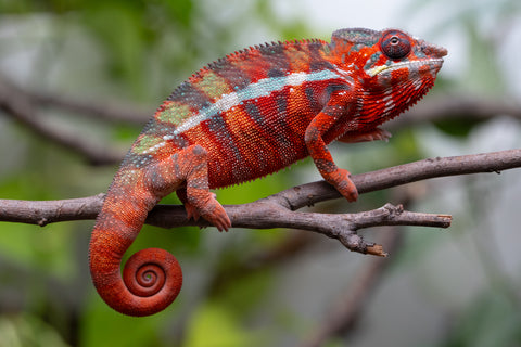 Holdbacks/Individuals: Ambilobe Offspring From "Fify-haboka" (AKA Red Silk) x "Arintany" (AKA Ember) - Hatched Nov - Dec 2025 - Male #11 - Pick Of Litter
