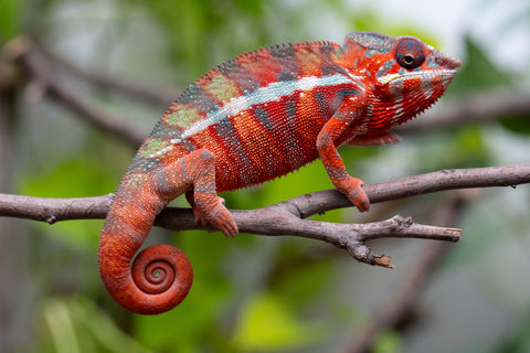 Holdbacks/Individuals: Ambilobe Offspring From "Fify-haboka" (AKA Red Silk) x "Arintany" (AKA Ember) - Hatched Nov - Dec 2025 - Male #11 - Pick Of Litter