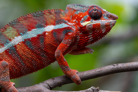 Holdbacks/Individuals: Ambilobe Offspring From "Fify-haboka" (AKA Red Silk) x "Arintany" (AKA Ember) - Hatched Nov - Dec 2025 - Male #11 - Pick Of Litter