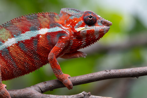Holdbacks/Individuals: Ambilobe Offspring From "Fify-haboka" (AKA Red Silk) x "Arintany" (AKA Ember) - Hatched Nov - Dec 2025 - Male #11 - Pick Of Litter
