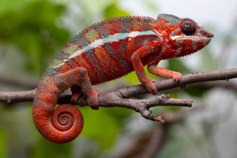 Holdbacks/Individuals: Ambilobe Offspring From "Fify-haboka" (AKA Red Silk) x "Arintany" (AKA Ember) - Hatched Nov - Dec 2025 - Male #11 - Pick Of Litter