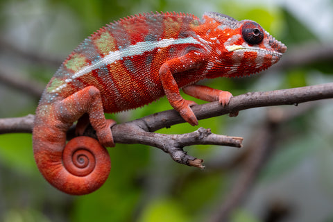 Holdbacks/Individuals: Ambilobe Offspring From "Fify-haboka" (AKA Red Silk) x "Arintany" (AKA Ember) - Hatched Nov - Dec 2025 - Male #11 - Pick Of Litter