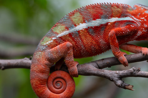 Holdbacks/Individuals: Ambilobe Offspring From "Fify-haboka" (AKA Red Silk) x "Arintany" (AKA Ember) - Hatched Nov - Dec 2025 - Male #11 - Pick Of Litter