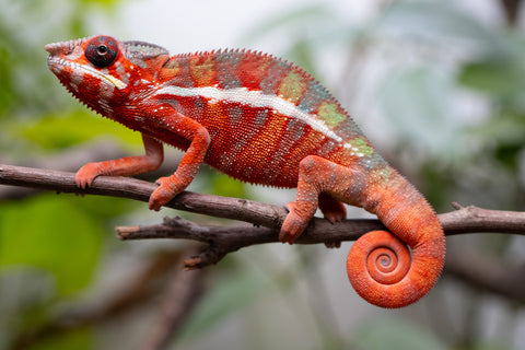 Holdbacks/Individuals: Ambilobe Offspring From "Fify-haboka" (AKA Red Silk) x "Arintany" (AKA Ember) - Hatched Nov - Dec 2025 - Male #11 - Pick Of Litter