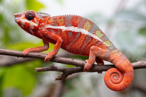 Holdbacks/Individuals: Ambilobe Offspring From "Fify-haboka" (AKA Red Silk) x "Arintany" (AKA Ember) - Hatched Nov - Dec 2025 - Male #11 - Pick Of Litter