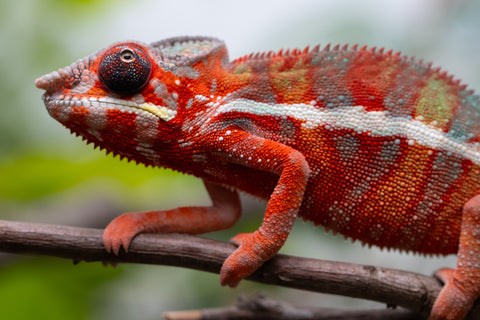 Holdbacks/Individuals: Ambilobe Offspring From "Fify-haboka" (AKA Red Silk) x "Arintany" (AKA Ember) - Hatched Nov - Dec 2025 - Male #11 - Pick Of Litter