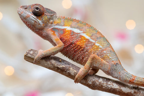 Holdbacks/Individuals: Ambilobe Offspring From "Fify-haboka" (AKA Red Silk) x "Arintany" (AKA Ember) - Hatched Nov - Dec 2025 - Male #2