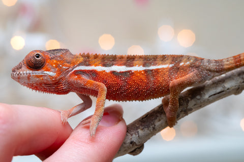 Holdbacks/Individuals: Ambilobe Offspring From "Fify-haboka" (AKA Red Silk) x "Arintany" (AKA Ember) - Hatched Nov - Dec 2025 - Male #3