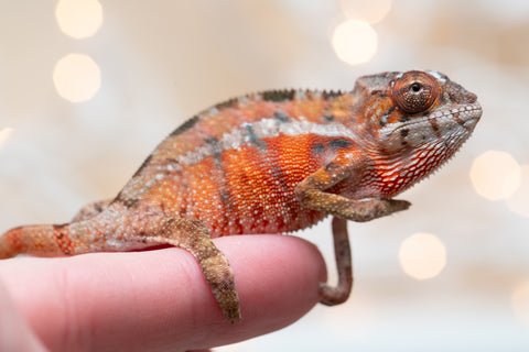 Holdbacks/Individuals: Ambilobe Offspring From "Fify-haboka" (AKA Red Silk) x "Arintany" (AKA Ember) - Hatched Nov - Dec 2025 - Male #4