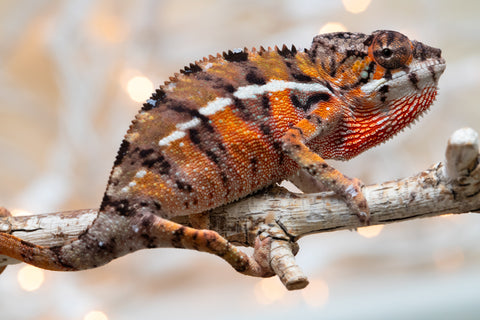 Holdbacks/Individuals: Ambilobe Offspring From "Fify-haboka" (AKA Red Silk) x "Arintany" (AKA Ember) - Hatched Nov - Dec 2025 - Male #6