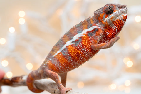 Holdbacks/Individuals: Ambilobe Offspring From "Fify-haboka" (AKA Red Silk) x "Arintany" (AKA Ember) - Hatched Nov - Dec 2025 - Male #7