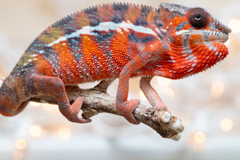 Holdbacks/Individuals: Ambilobe Offspring From "Fify-haboka" (AKA Red Silk) x "Arintany" (AKA Ember) - Hatched Nov - Dec 2025 - Male #7