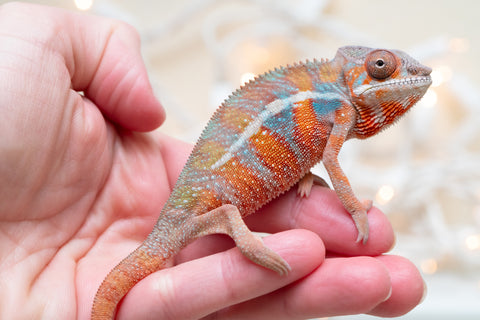 Holdbacks/Individuals: Ambilobe Offspring From "Fify-haboka" (AKA Red Silk) x "Arintany" (AKA Ember) - Hatched Nov - Dec 2025 - Male #8