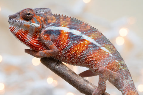 Holdbacks/Individuals: Ambilobe Offspring From "Fify-haboka" (AKA Red Silk) x "Arintany" (AKA Ember) - Hatched Nov - Dec 2025 - Male #8