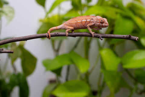 Ambilobe From "Fify-haboka" (AKA Red Silk) x "Ranotrambo-sasasasa" (AKA Summer Storm) - Hatched July 2026 - Female #1