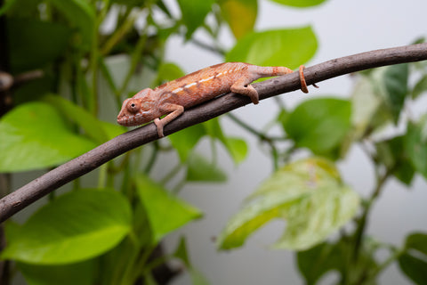 Ambilobe From "Fify-haboka" (AKA Red Silk) x "Ranotrambo-sasasasa" (AKA Summer Storm) - Hatched July 2026 - Female #1