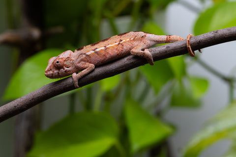 Ambilobe From "Fify-haboka" (AKA Red Silk) x "Ranotrambo-sasasasa" (AKA Summer Storm) - Hatched July 2026 - Female #1