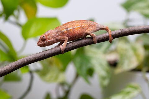 Ambilobe From "Fify-haboka" (AKA Red Silk) x "Ranotrambo-sasasasa" (AKA Summer Storm) - Hatched July 2026 - Female #1