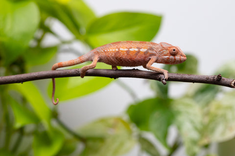 Ambilobe From "Fify-haboka" (AKA Red Silk) x "Ranotrambo-sasasasa" (AKA Summer Storm) - Hatched July 2026 - Female #1