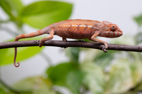 Ambilobe From "Fify-haboka" (AKA Red Silk) x "Ranotrambo-sasasasa" (AKA Summer Storm) - Hatched July 2026 - Female #1