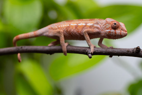 Ambilobe From "Fify-haboka" (AKA Red Silk) x "Ranotrambo-sasasasa" (AKA Summer Storm) - Hatched July 2026 - Female #1