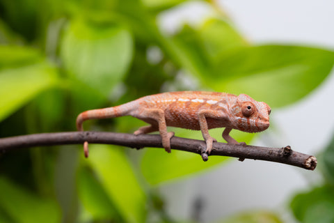 Ambilobe From "Fify-haboka" (AKA Red Silk) x "Ranotrambo-sasasasa" (AKA Summer Storm) - Hatched July 2026 - Female #1