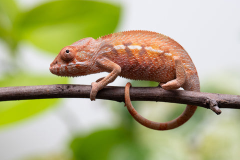 Ambilobe From "Fify-haboka" (AKA Red Silk) x "Ranotrambo-sasasasa" (AKA Summer Storm) - Hatched July 2026 - Female #1