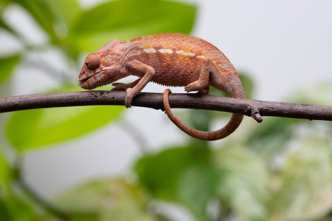 Ambilobe From "Fify-haboka" (AKA Red Silk) x "Ranotrambo-sasasasa" (AKA Summer Storm) - Hatched July 2026 - Female #1